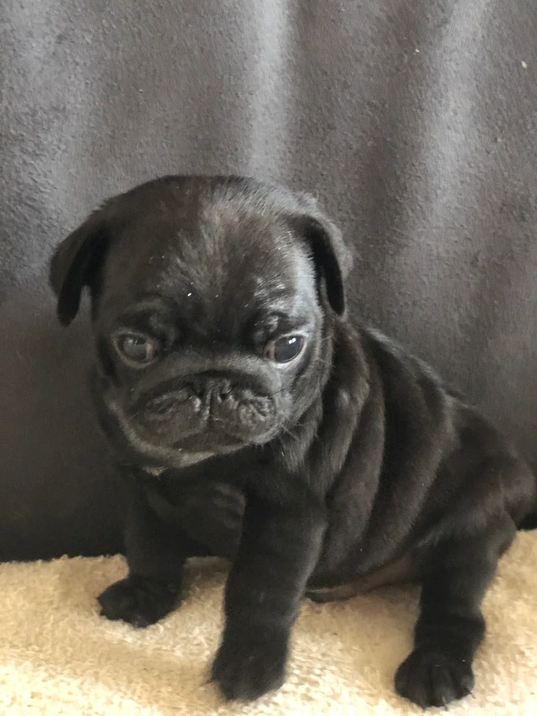 Chiots carlin noir sont attendus très prochainement. Vous pouvez dès à présent vous inscrire sur ma liste d'attente. En étant inscrit sur ma liste d'attente vous serez prévenu dès les naissances. Nous sommes proche de Bordeaux.