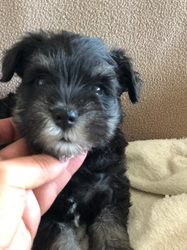 Chiots schnauzer nain noir et argent sont attendus tout au long de l'année. Vous pouvez dès à présent vous inscrire sur ma liste d'attente. En étant inscrit sur ma liste d'attente vous serez prévenu dès les naissances.