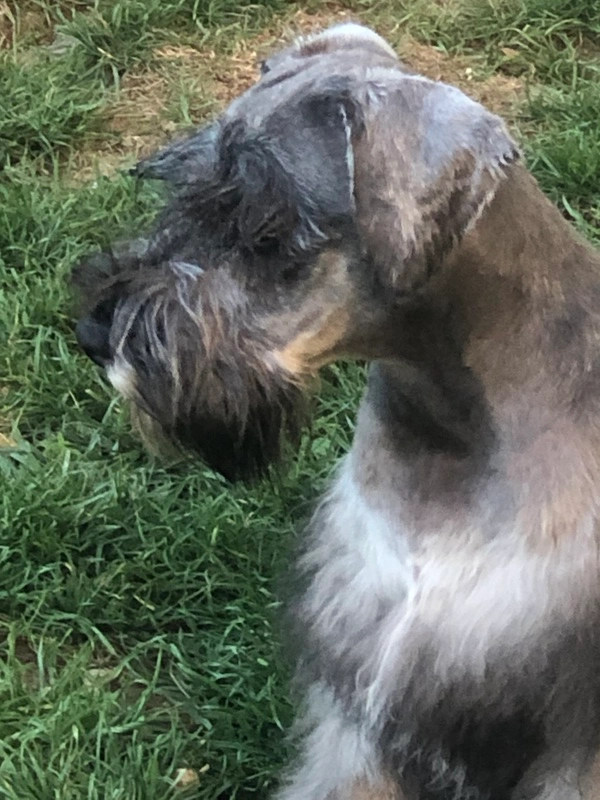 schnauzer scotty Poivre et sel