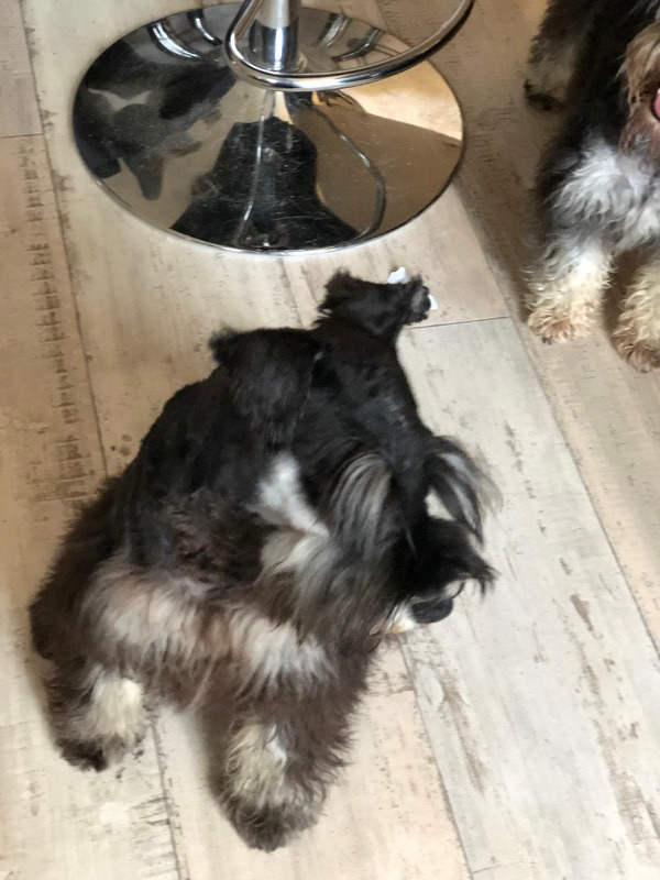 schnauzer tunder Noir et argent